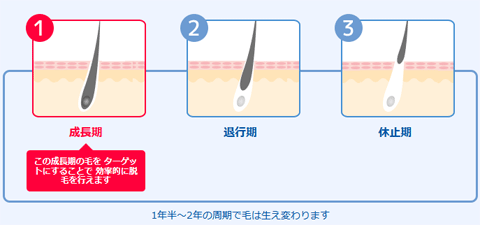 毛周期