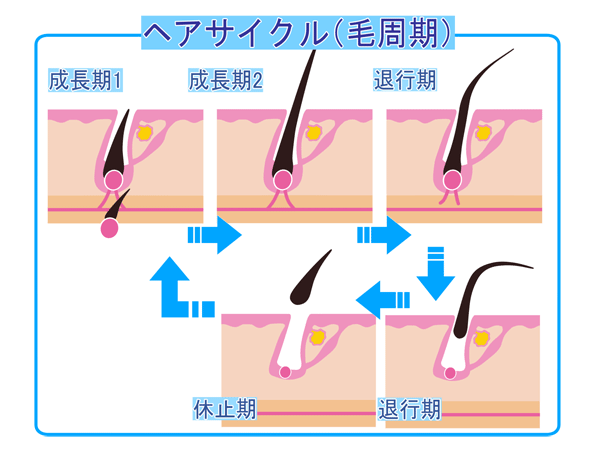 毛周期(ヘアサイクル)