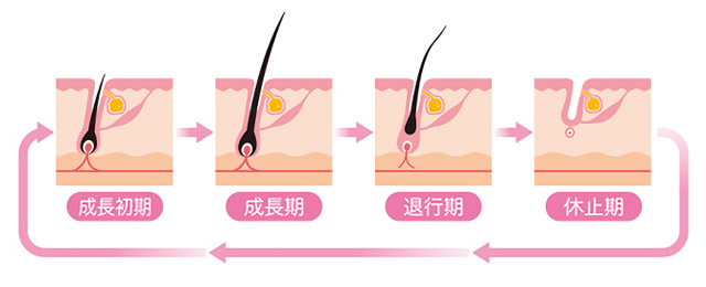 毛周期