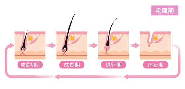 毛周期