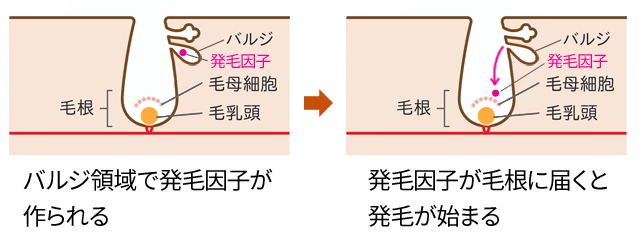 発毛因子により発毛する