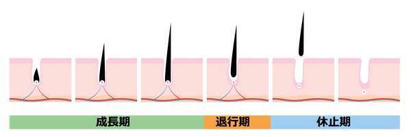 毛周期