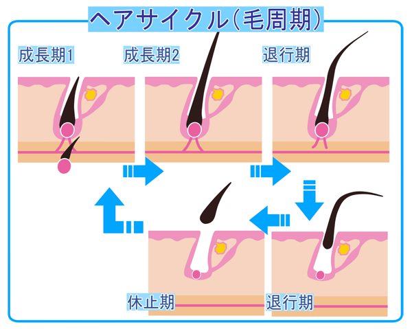 毛周期(ヘアサイクル)