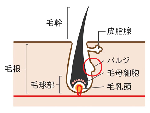 バルジ領域