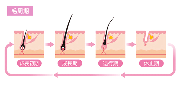 毛周期