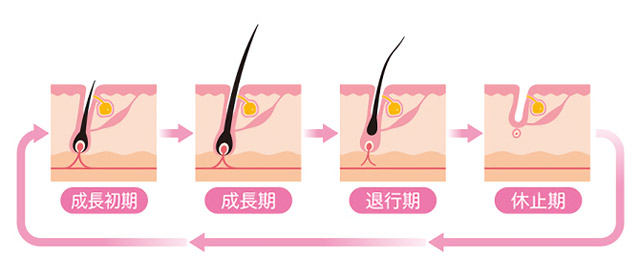 毛周期